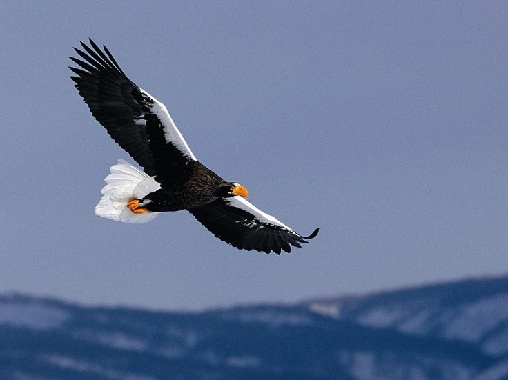 Photo:  Steller's sea eagle